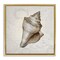 Stupell Industries Conch Shell over Vintage Map Floating Frame Design by Conrad Knutsen